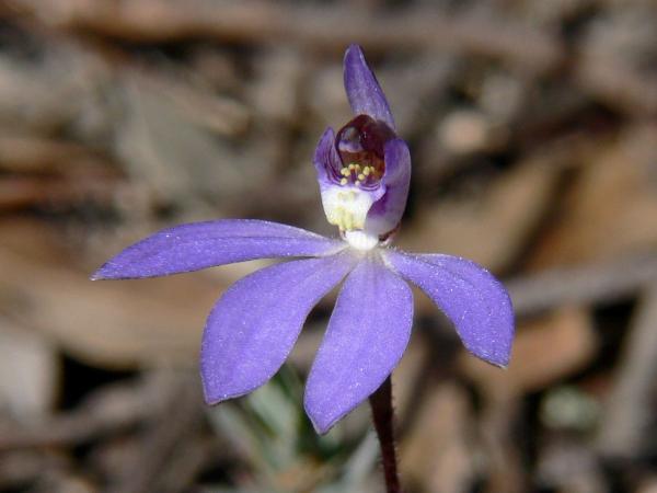 Cyanicula carerulea - Blue Caladenia.jpg